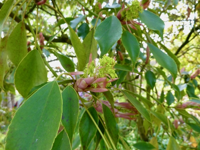 Trochodendrales